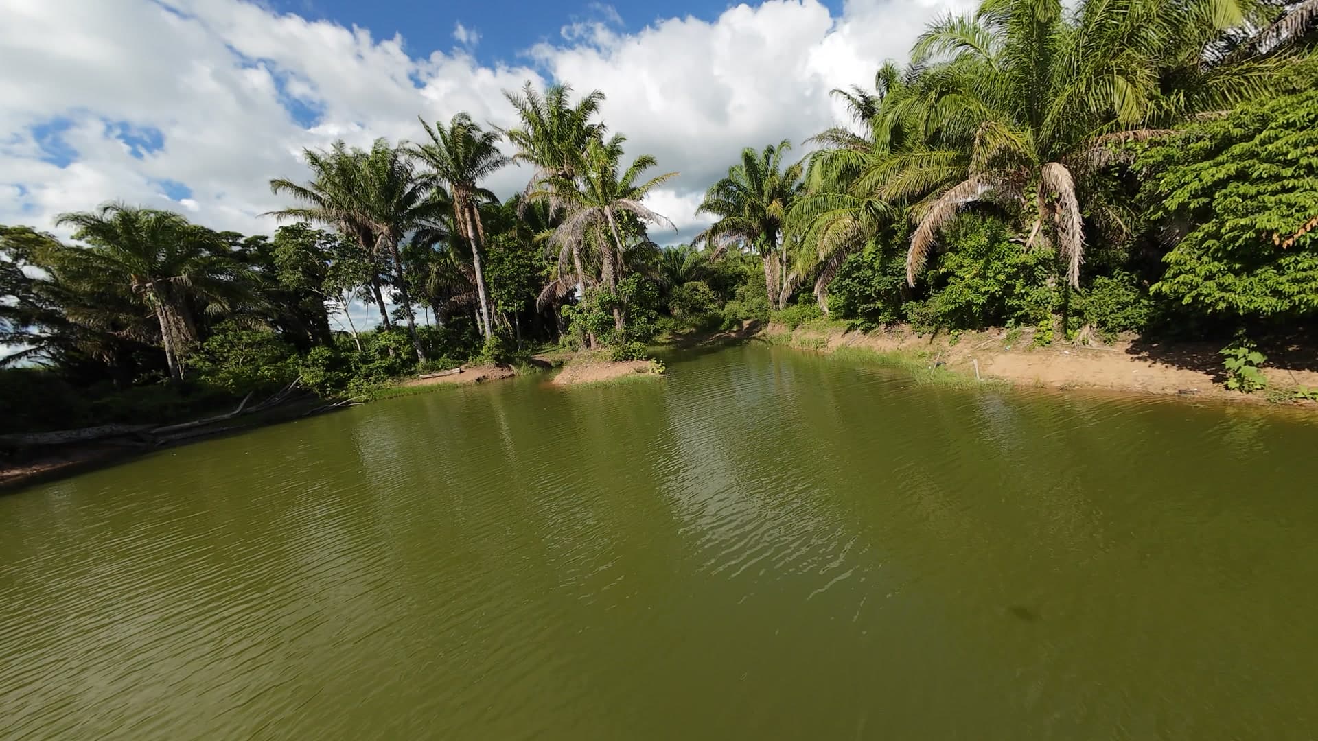Palmas y laguna